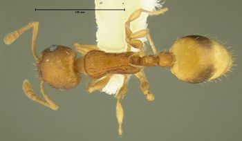 Media type: image;   Entomology 615102 Aspect: habitus dorsal view